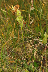 Pedicularis elongata