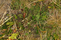 Pedicularis elongata