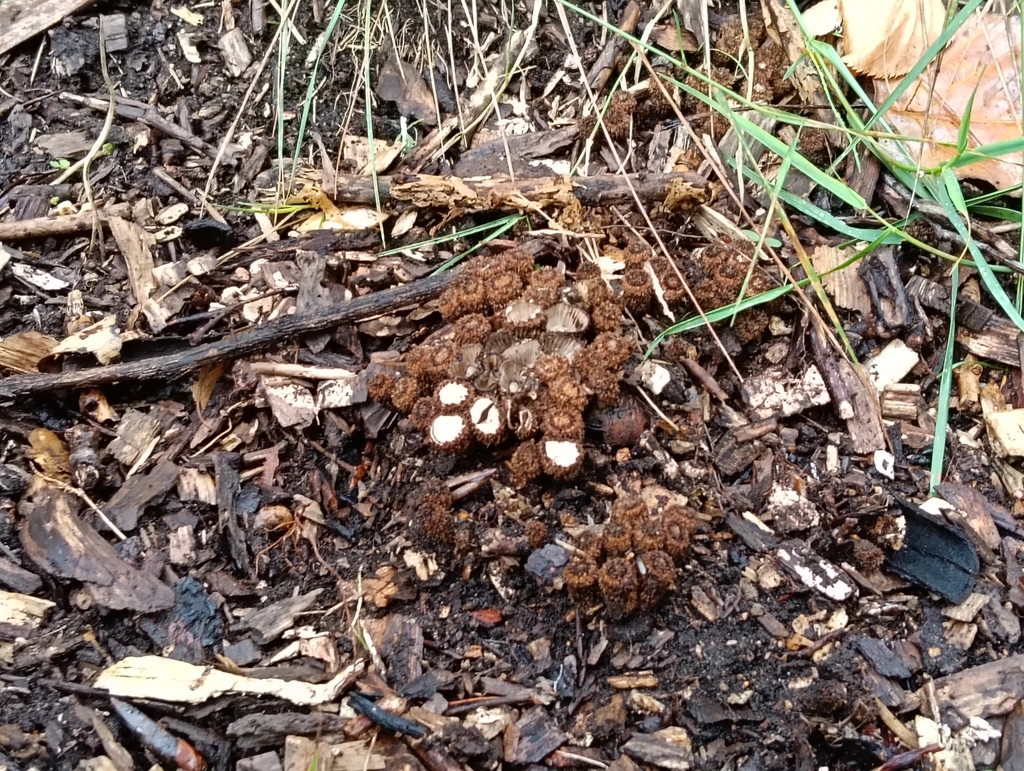 Cyathus striatus · April 2025 · photo: © kris_c (iNaturalist, cc0)