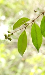 author not stated, no rights reserved Syzygium levinei, photograph author not stated, no rights reserved