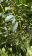 author not stated, no rights reserved Syzygium levinei, photograph author not stated, no rights reserved