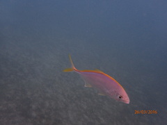 Caranx bartholomaei