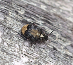 Megabruchidius dorsalis