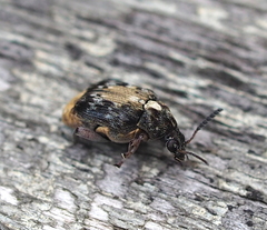 Megabruchidius dorsalis