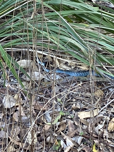 Common Tree Snake sighting