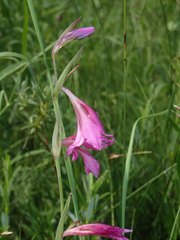 Gladiolus palustris