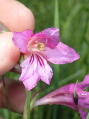 Gladiolus palustris