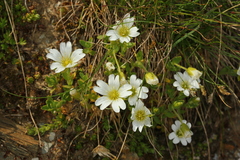 Cerastium uniflorum