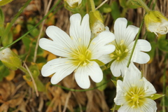 Cerastium uniflorum