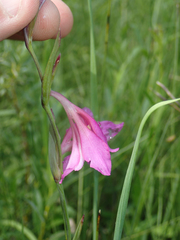 Gladiolus palustris