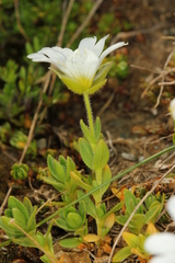 Cerastium uniflorum