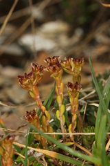 Sedum