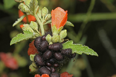 Calligrapha serpentina