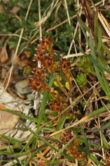 Sedum