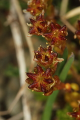 Sedum