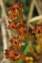 Sedum