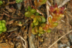 Sedum