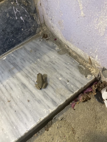 Arabian Toad