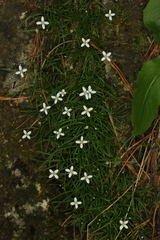 Moehringia muscosa