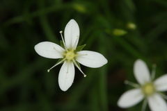 Moehringia muscosa