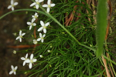 Moehringia muscosa