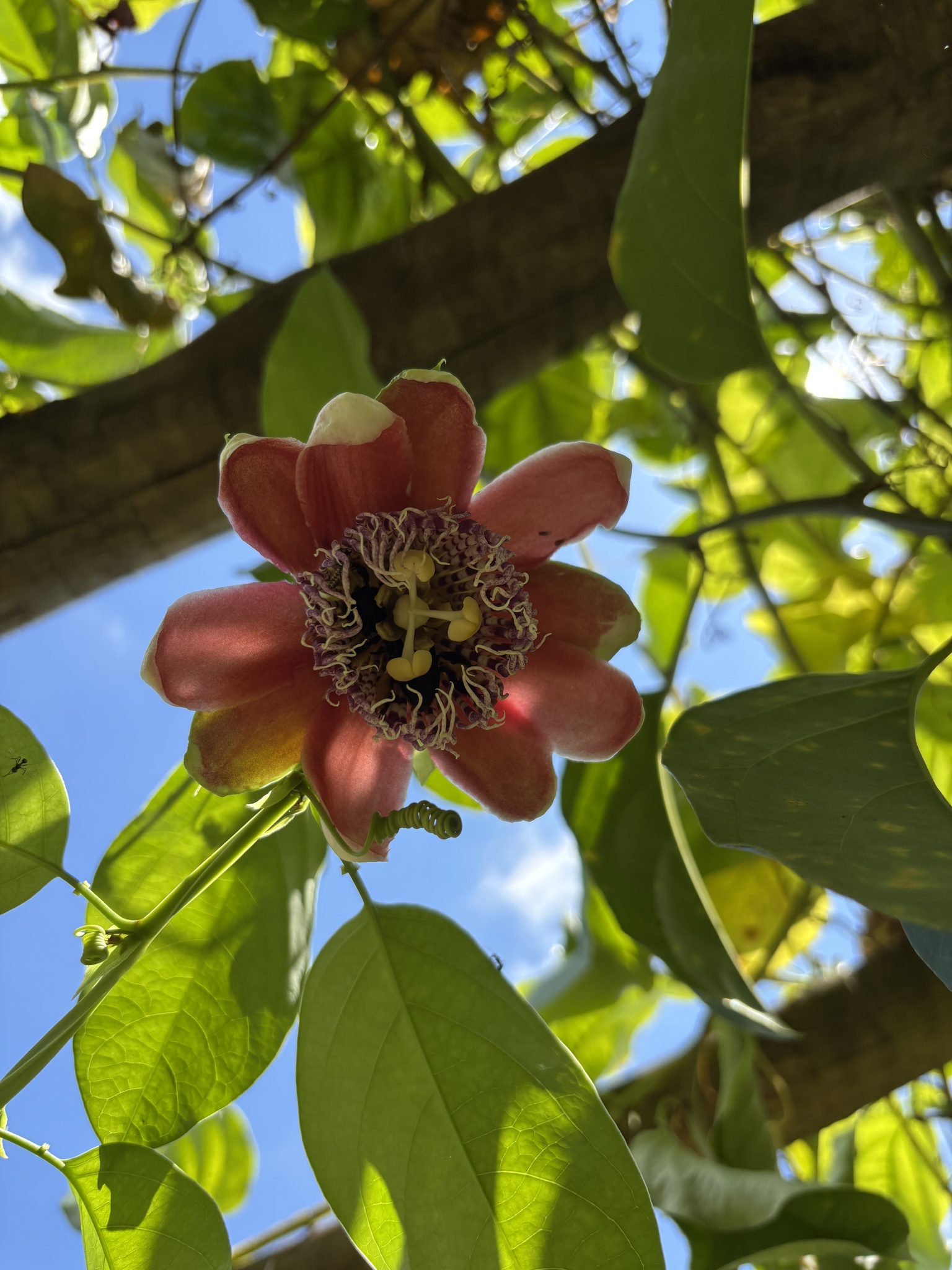 Passiflora alata