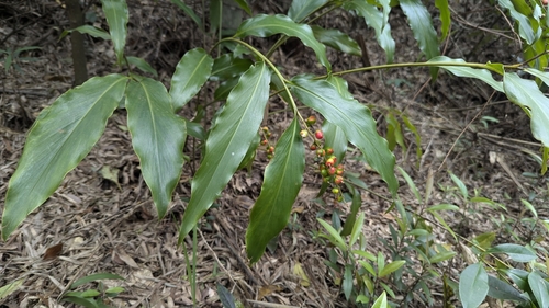 Image of Alpinia intermedia by (c) Cheng-Te Hsu, some rights reserved (CC BY)