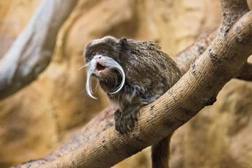 tamarins
