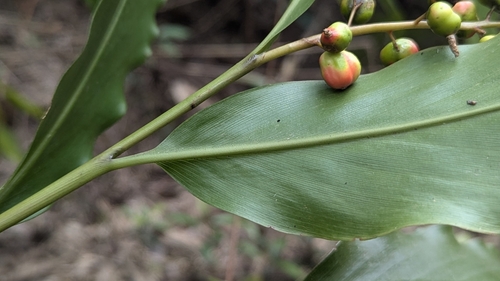 Image of Alpinia intermedia by (c) Cheng-Te Hsu, some rights reserved (CC BY)