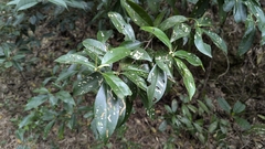 Pyrenaria microcarpa