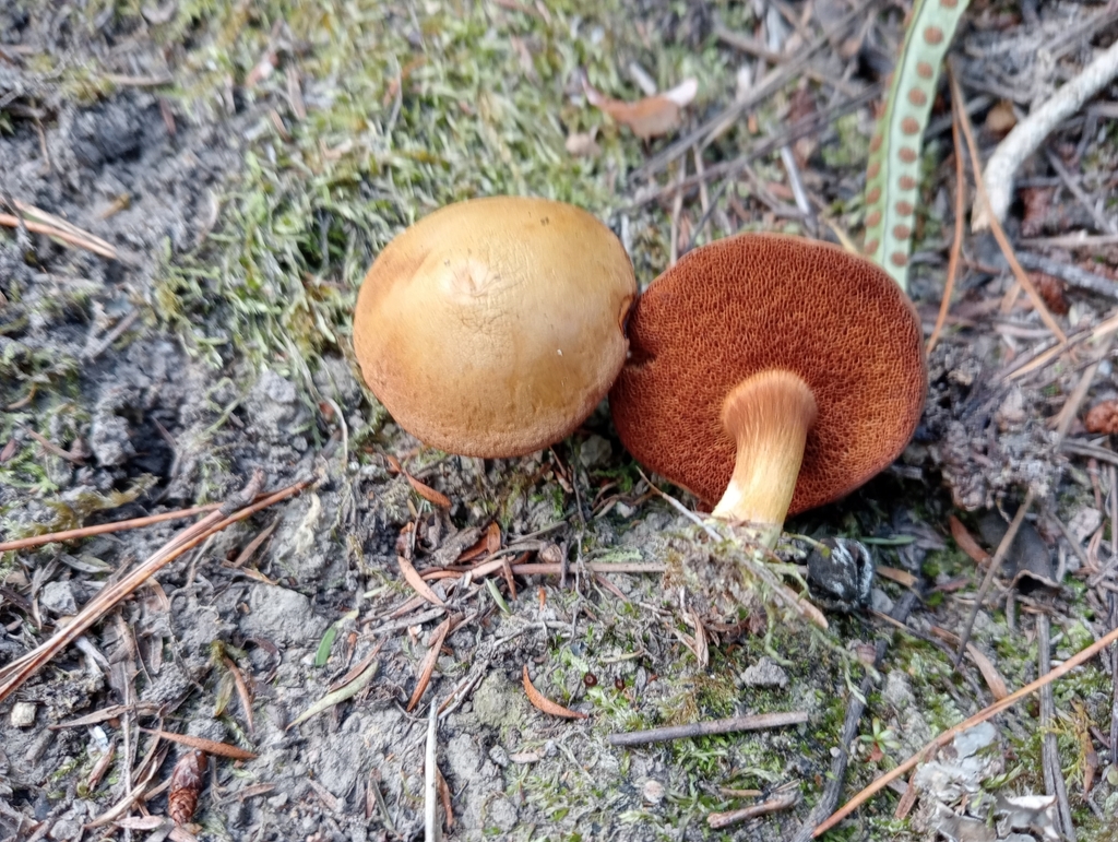 Chalciporus piperatus · April 2025 · photo: © john_barkla (iNaturalist, cc0)