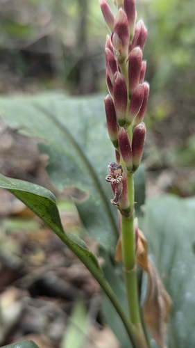 Japanese Galangal (Alpinia japonica)