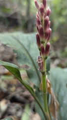(c) Cheng-Te Hsu, some rights reserved (CC BY) Alpinia japonica, photograph (c) Cheng-Te Hsu, some rights reserved (CC BY)
