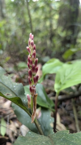 Alpinia japonica, photograph 3