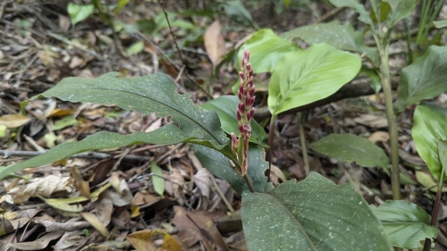 Alpinia japonica, photograph 4