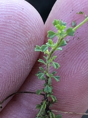 Jamesbrittenia argentea