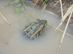 Pelophylax lessonae