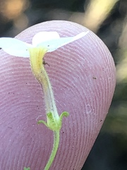 Jamesbrittenia argentea