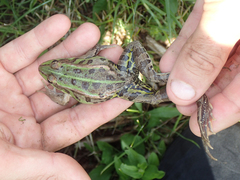 Pelophylax lessonae