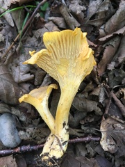 Cantharellus camphoratus