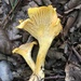 Cantharellus camphoratus - Photo (c) Alfredo Justo, some rights reserved (CC BY-NC), uploaded by Alfredo Justo