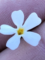 Jamesbrittenia argentea