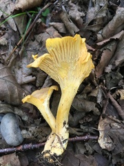 Cantharellus camphoratus