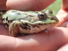 Pelophylax lessonae
