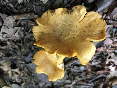 Cantharellus camphoratus