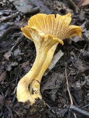 Cantharellus camphoratus