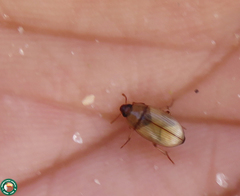 Phaleria testacea