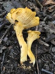 Cantharellus camphoratus