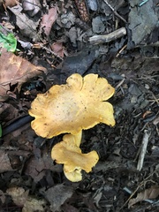 Cantharellus camphoratus