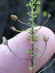 Jamesbrittenia argentea